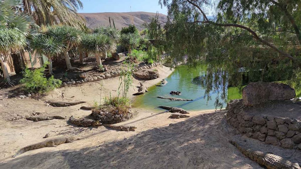 Oasis Wildlife Park: molto più di uno Zoo a Fuerteventura 6 oasis park fuerteventura
