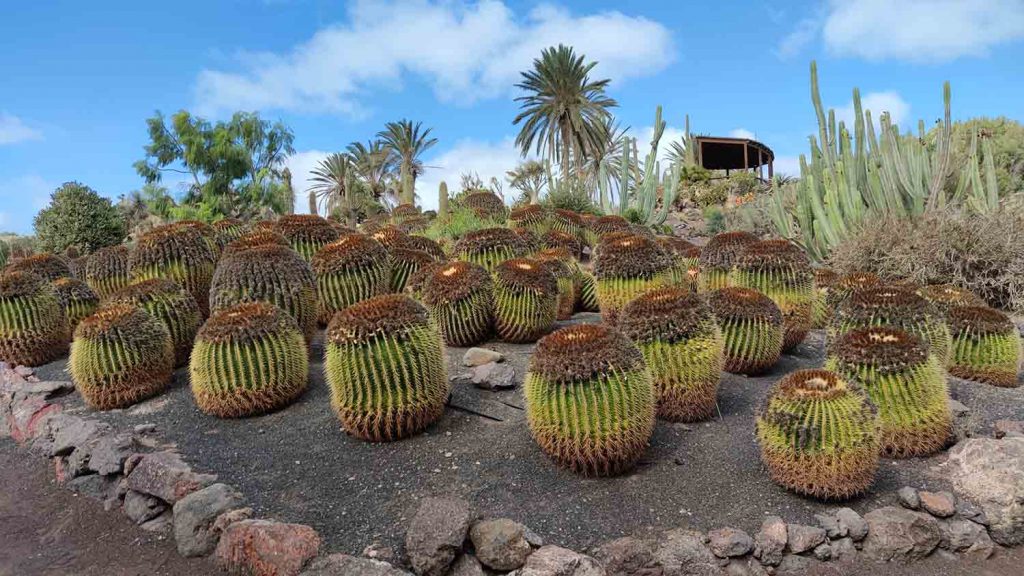 Oasis Wildlife Park: molto più di uno Zoo a Fuerteventura 5 oasis wildlife fuerteventura