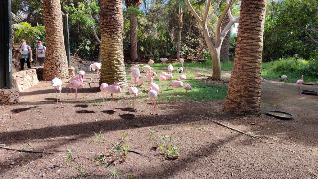 Cosa vedere e cosa fare a Fuerteventura: 30 attività da non perdere 5 oasis-wildlife-park-fuerteventura
