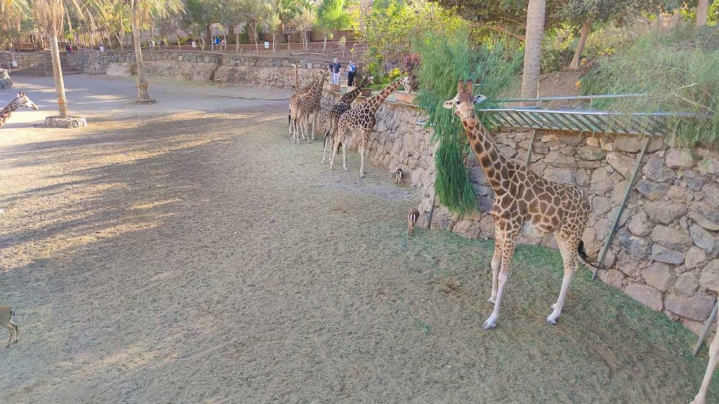 Oasis Wildlife Park: molto più di uno Zoo a Fuerteventura 4 zoo fuerteventura