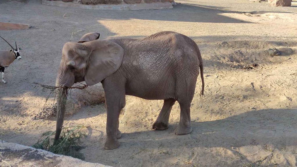 Oasis Wildlife Park: molto più di uno Zoo a Fuerteventura 3 zoo oasi fuerteventura