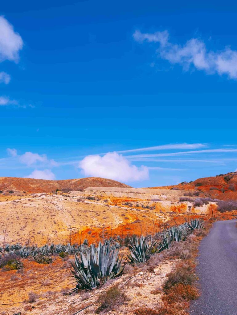 aloe fuerteventura