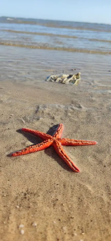 stella marina sulla costa calma